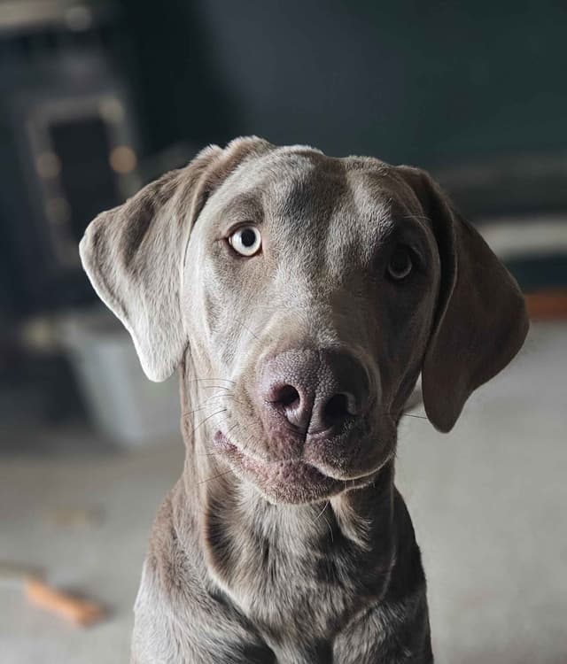 Labrador Retriever Puppies media 11
