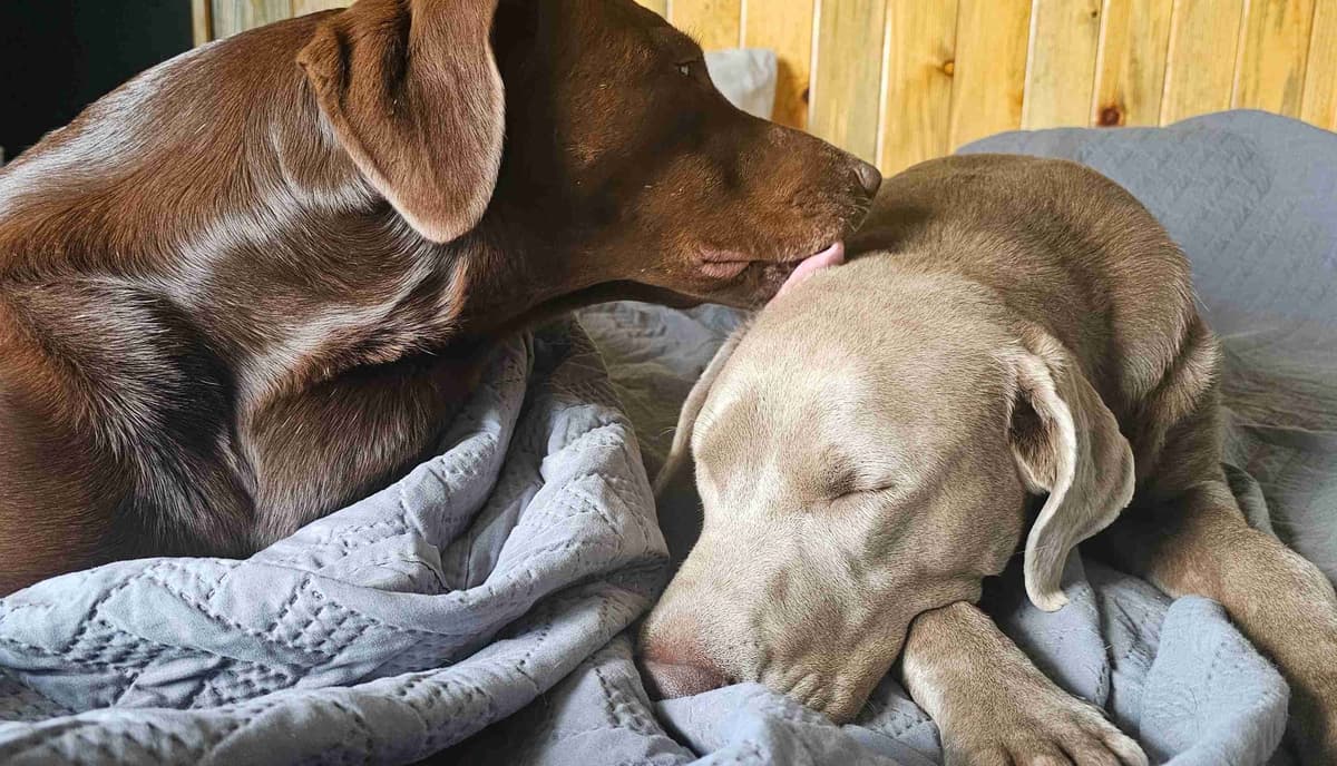 Labrador Retriever Puppies breeder image 2