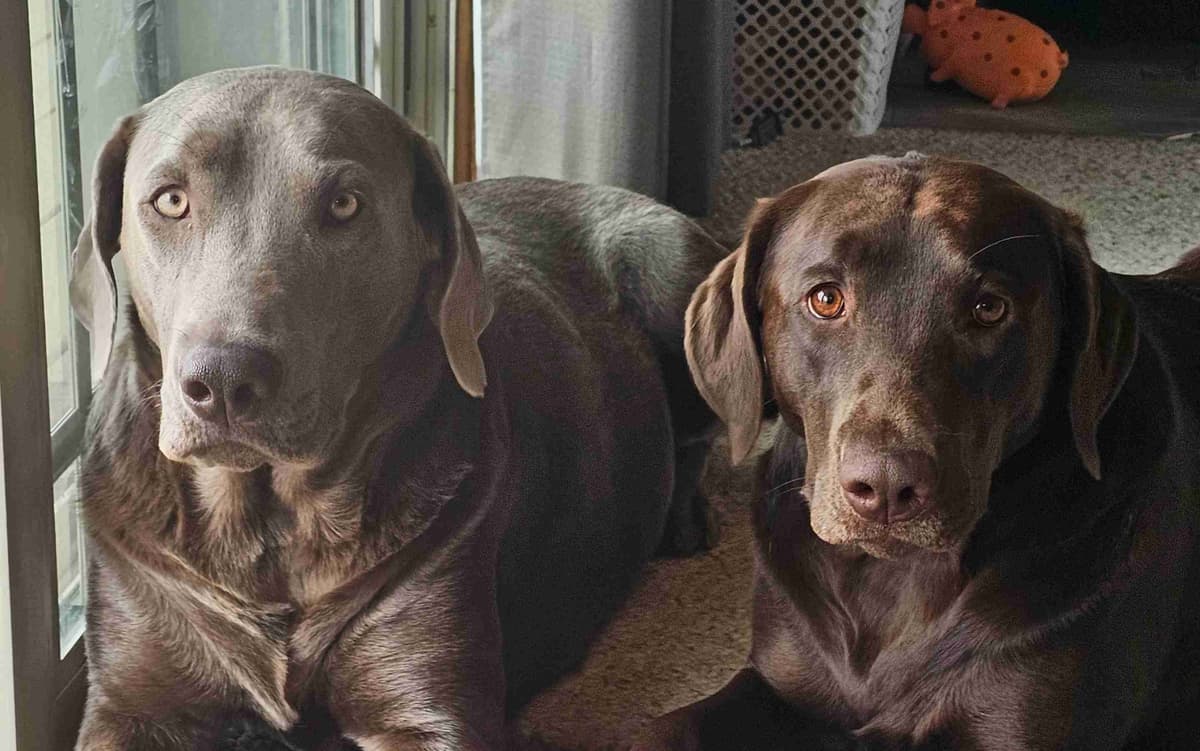 Labrador Retriever Puppies breeder image 3