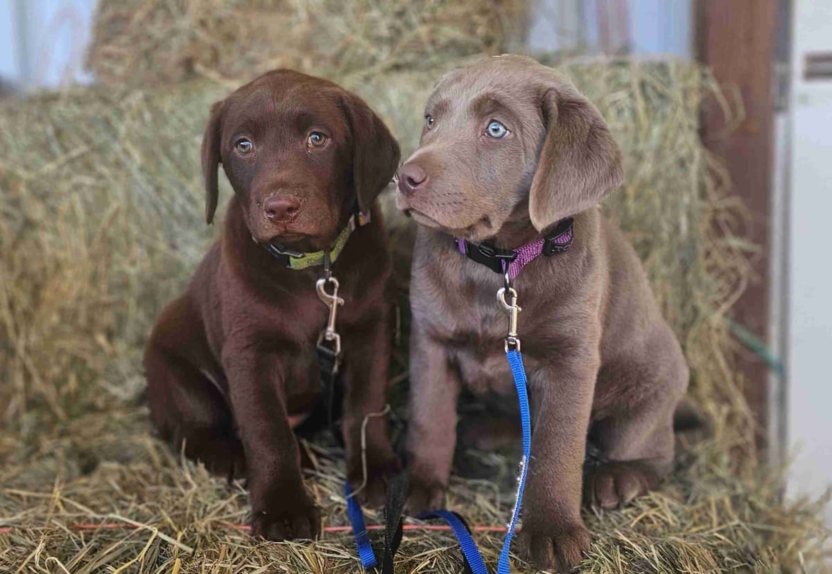 Labrador Retriever Puppies breeder image 1