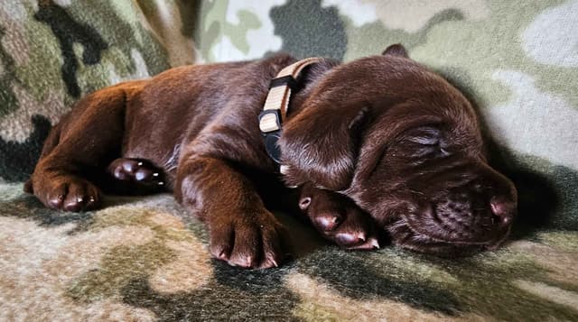 Labrador Retriever Puppies media 4