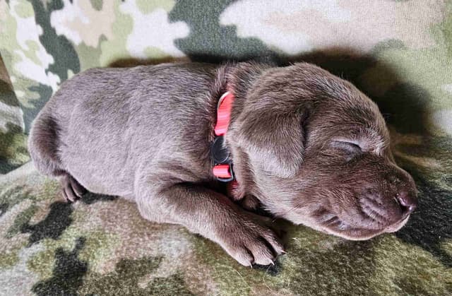 Labrador Retriever Puppies media 6