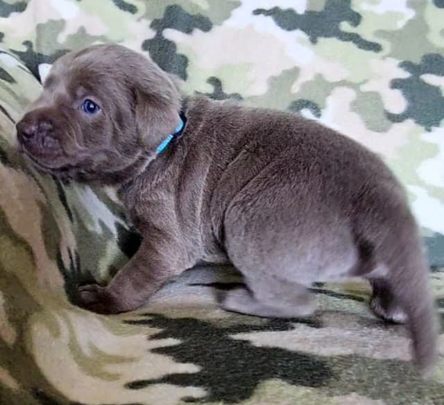 Labrador Retriever Puppies media 7