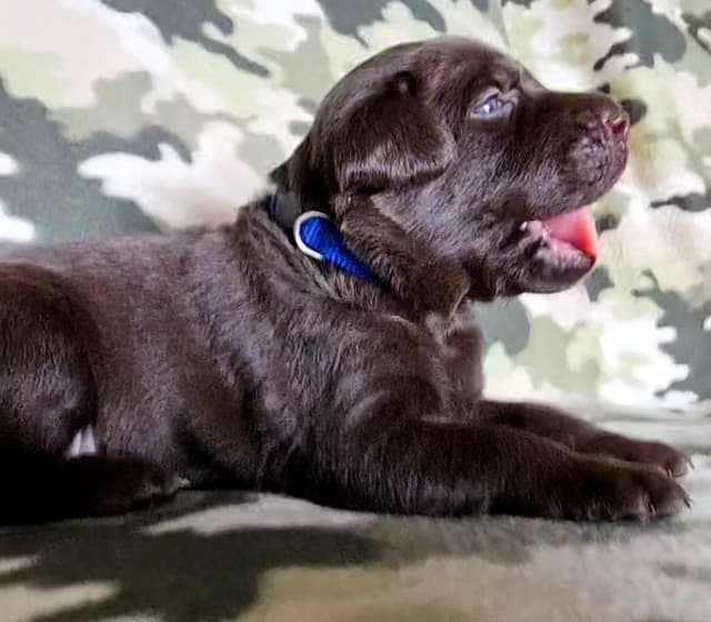 Labrador Retriever Puppies media 9