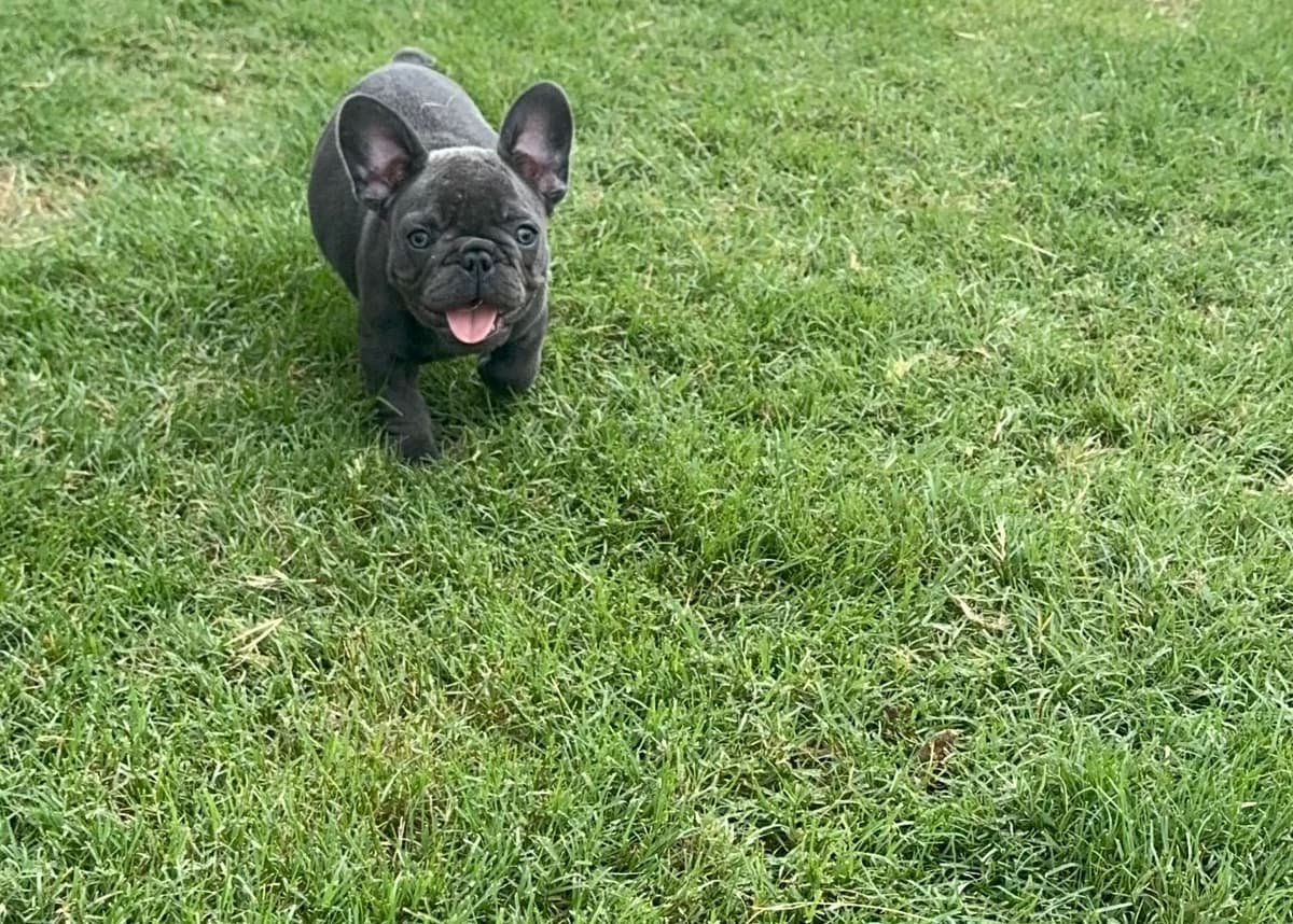 French Bulldog Puppies breeder image 4