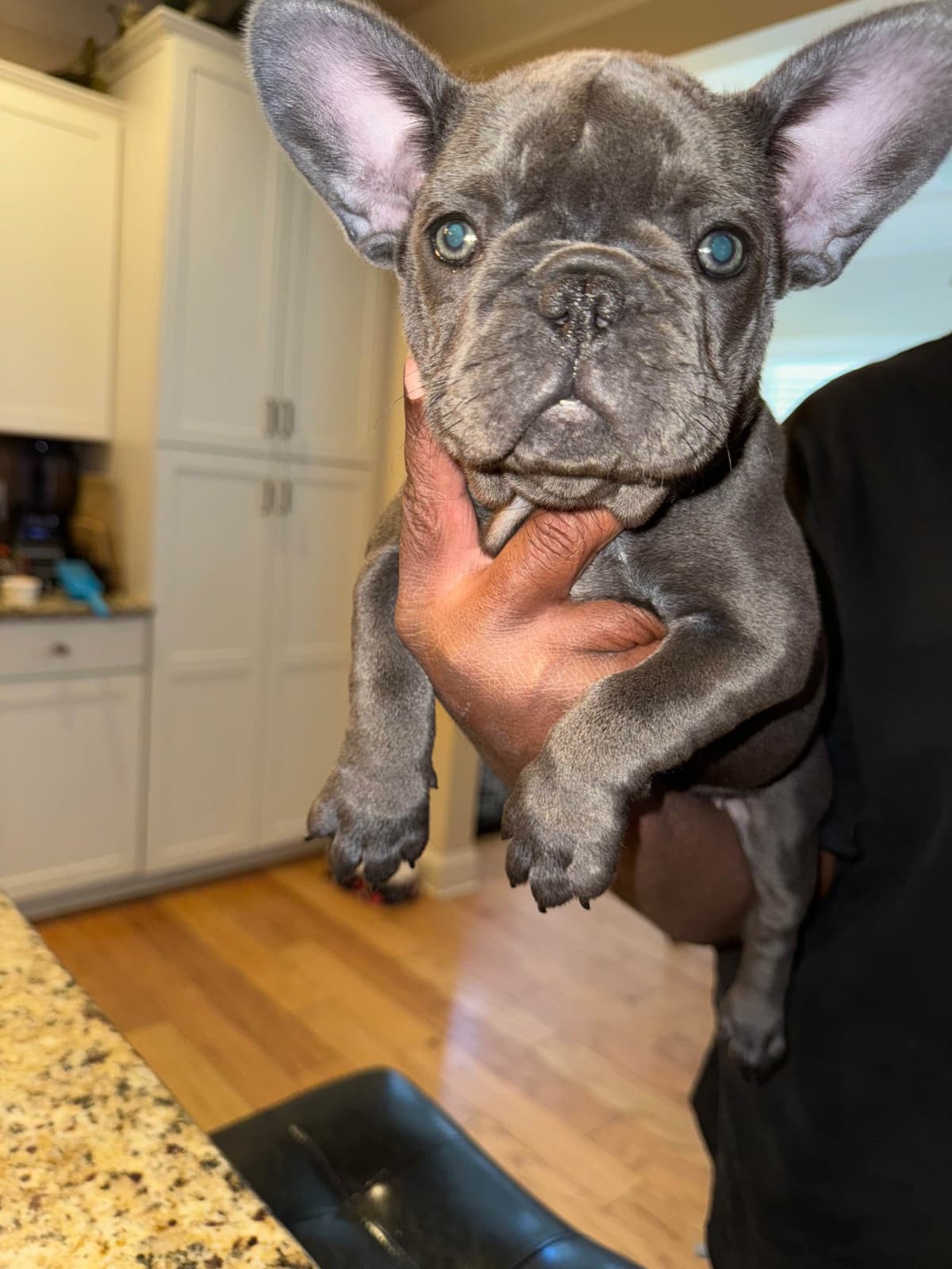 French Bulldog Puppies breeder image 5