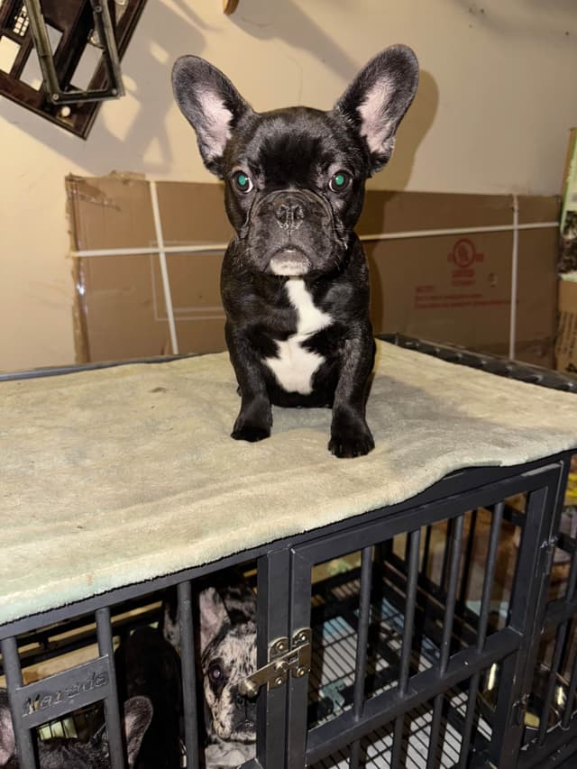 French Bulldog Puppies media 2