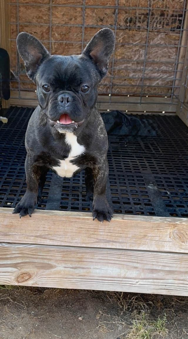 French Bulldog Puppies media 3