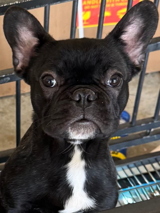 French Bulldog Puppies media 4