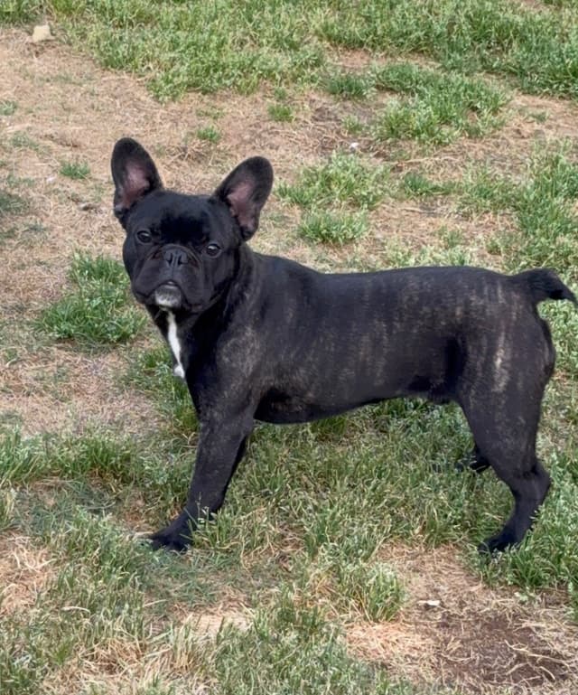 French Bulldog Puppies media 5