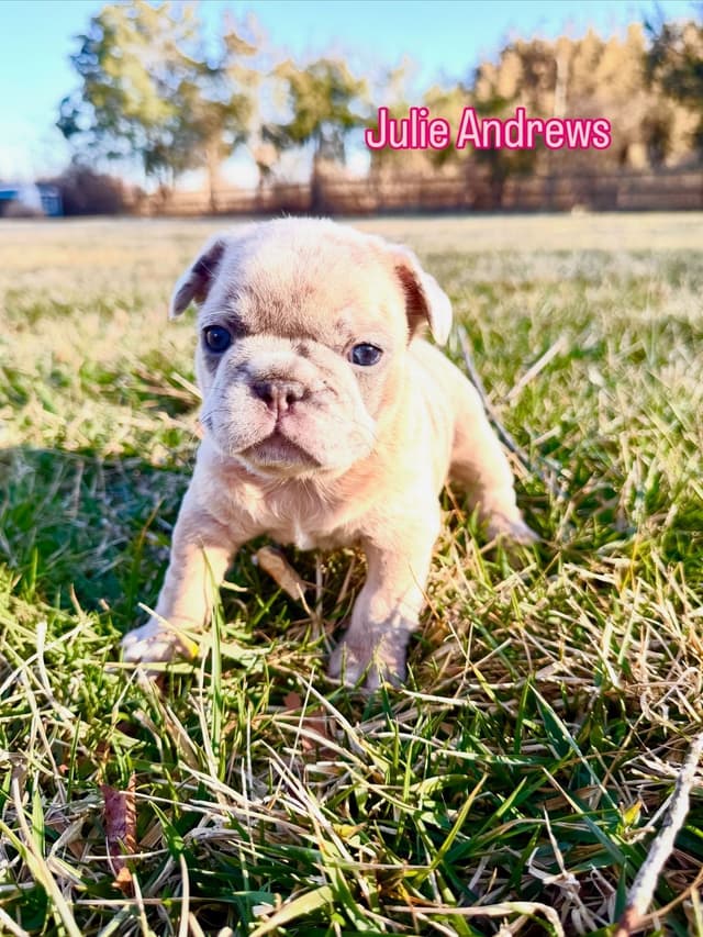 French Bulldog Puppies Available April 4th media 2