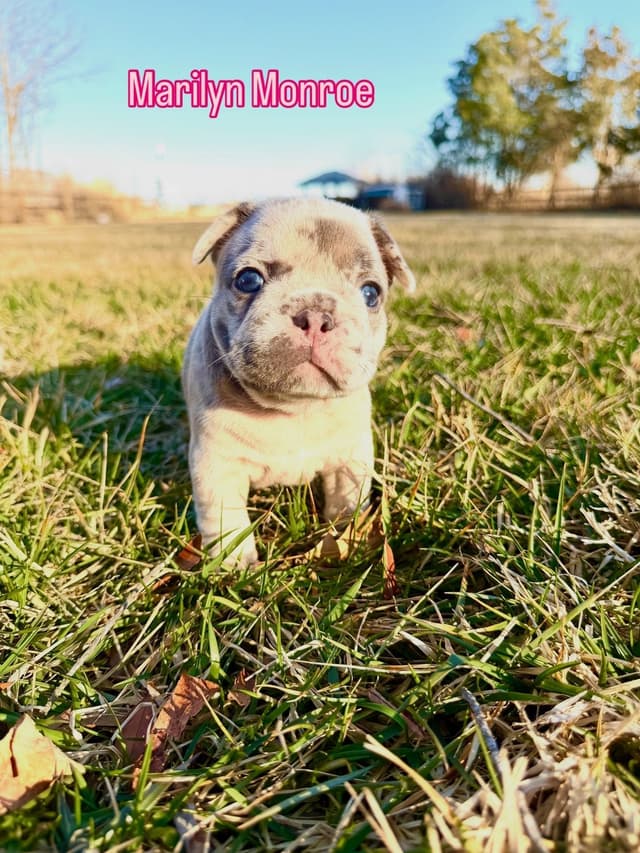 French Bulldog Puppies Available April 4th media 3