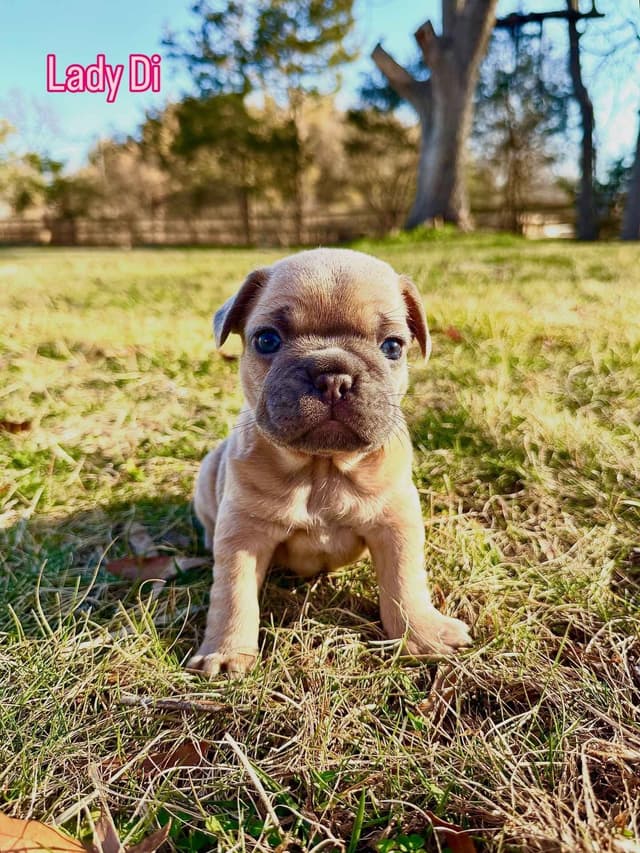 French Bulldog Puppies Available April 4th media 4