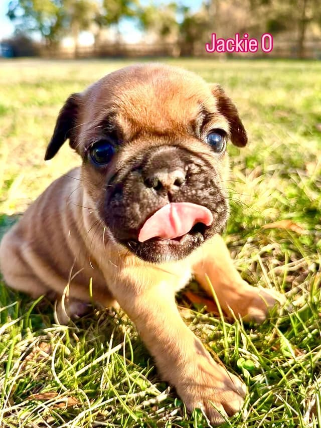 French Bulldog Puppies Available April 4th media 5