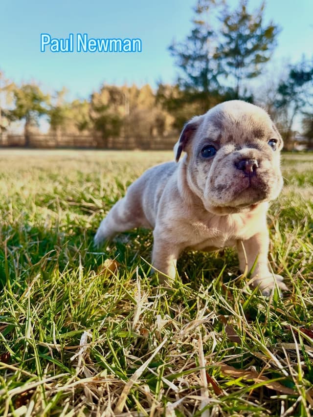 French Bulldog Puppies Available April 4th media 6