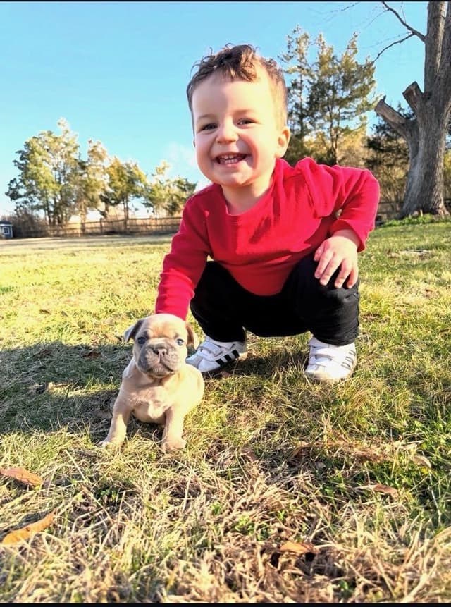 French Bulldog Puppies Available April 4th media 8