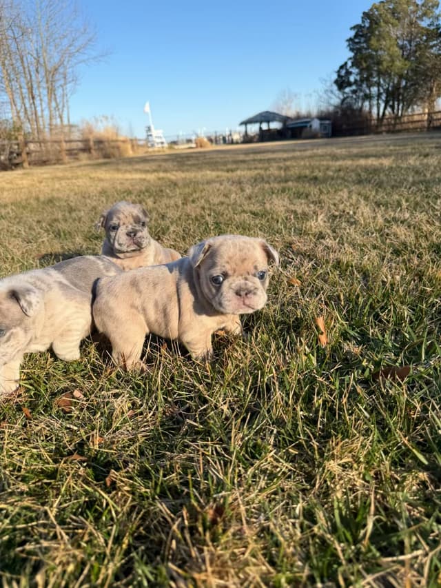 French Bulldog Puppies Available April 4th media 9