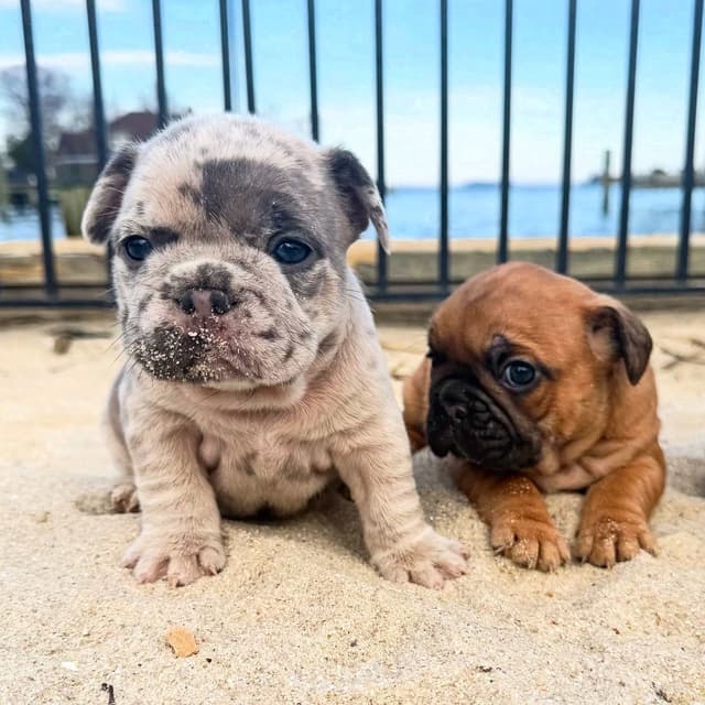 French Bulldog Puppies Available April 4th media 10