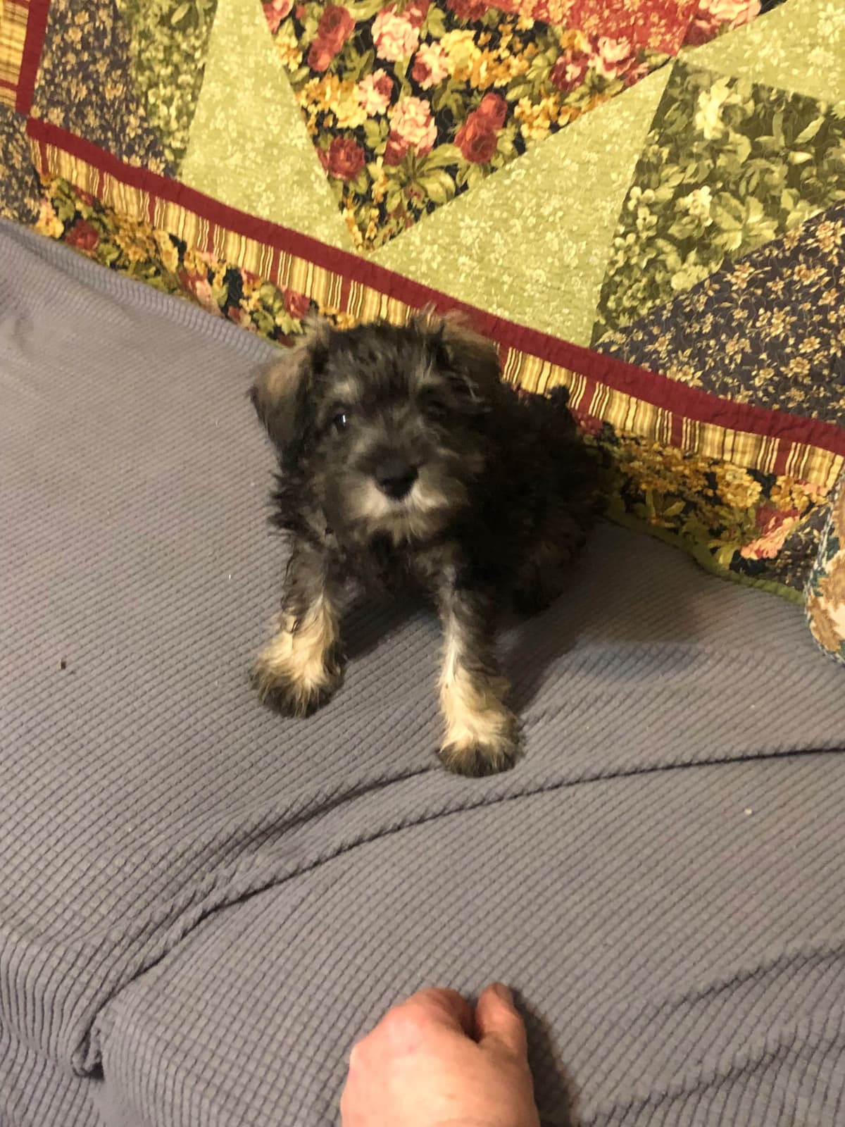 Miniature Schnauzer Puppies breeder image 2