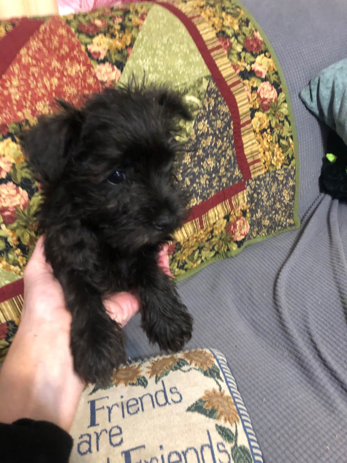 Miniature Schnauzer Puppies breeder image 3