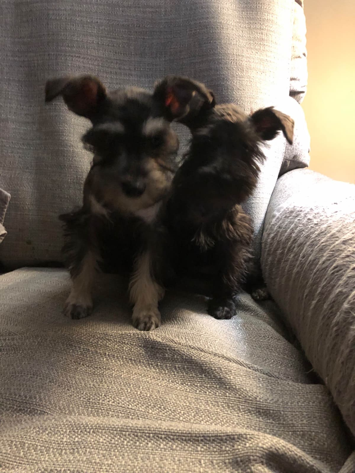 Miniature Schnauzer Puppies breeder image 7