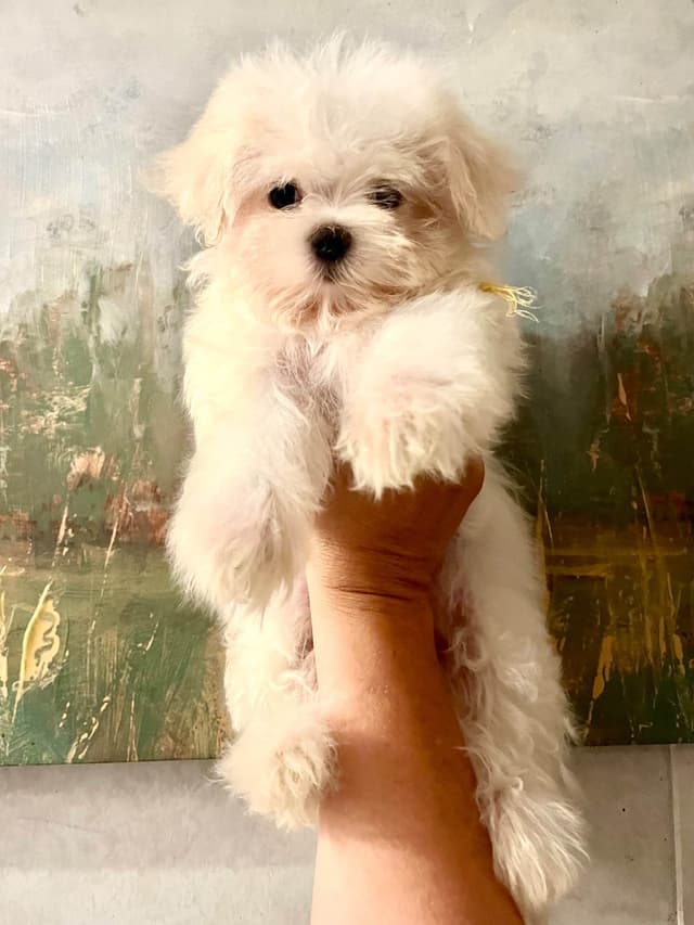 Champion line Maltese Puppies media 2