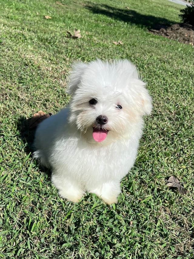 Champion line Maltese Puppies media 3