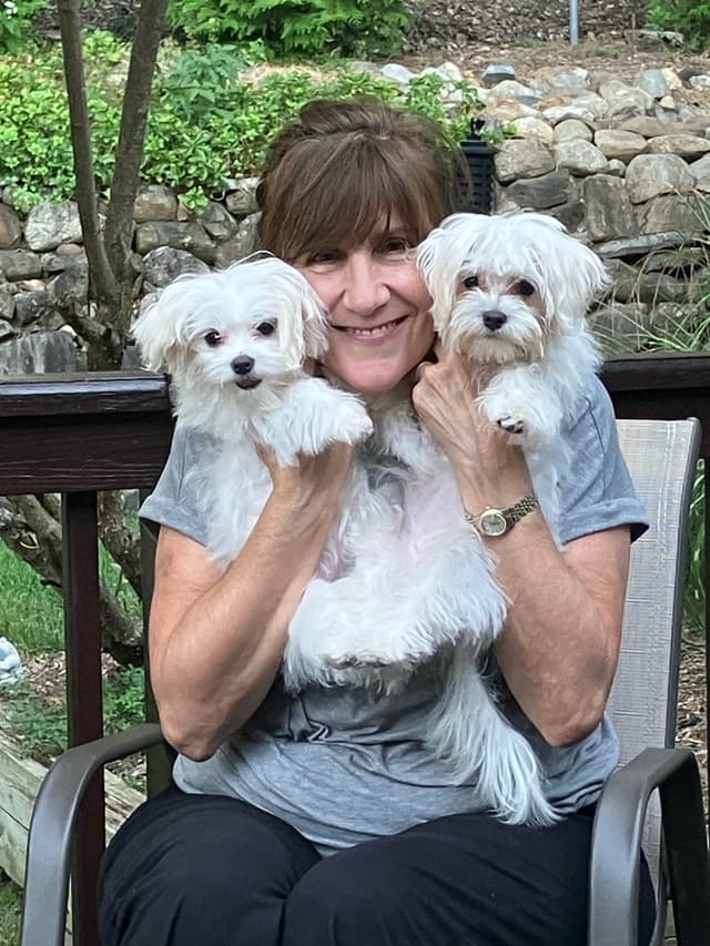 Champion line Maltese Puppies media 4