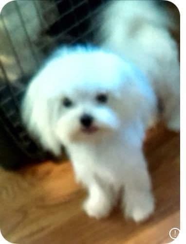 Champion line Maltese Puppies media 5