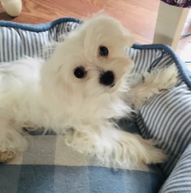 Champion line Maltese Puppies media 6