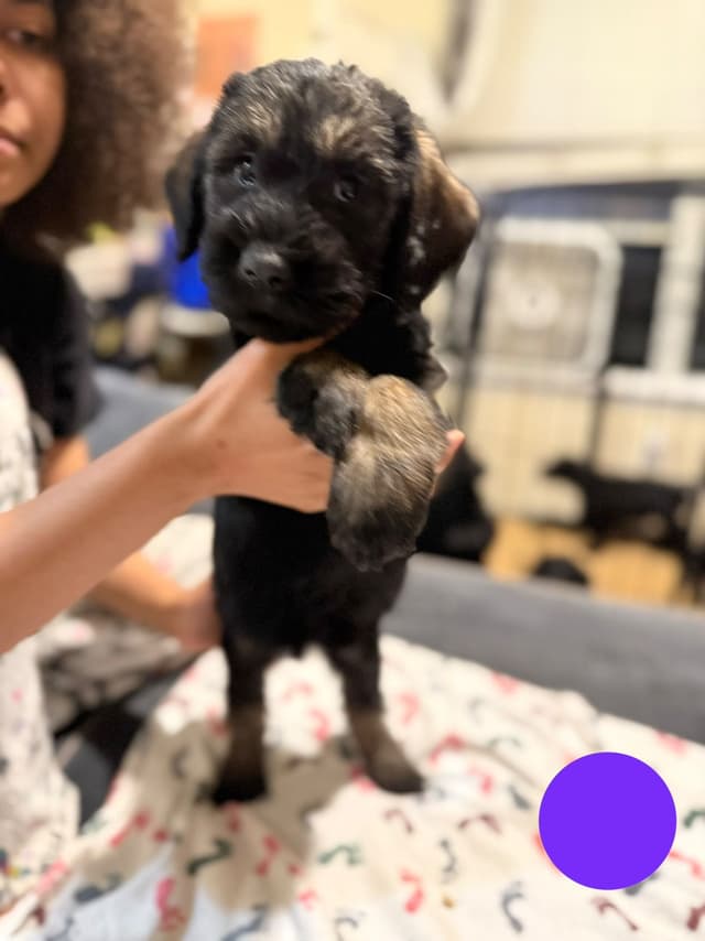 Female Giant Schnauzer Puppy media 3