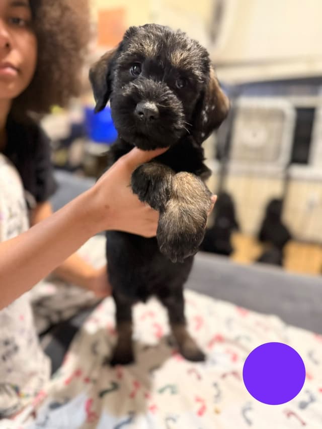 Female Giant Schnauzer Puppy media 4