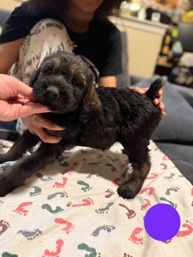 Female Giant Schnauzer Puppy media 5