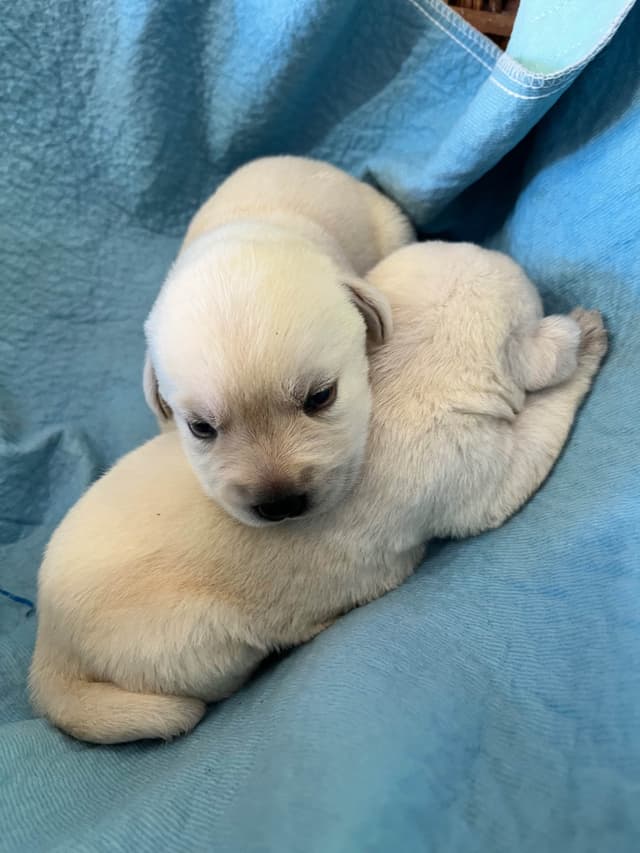 Labrador Retriever Puppies media 2