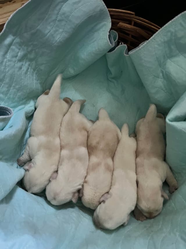 Labrador Retriever Puppies media 3