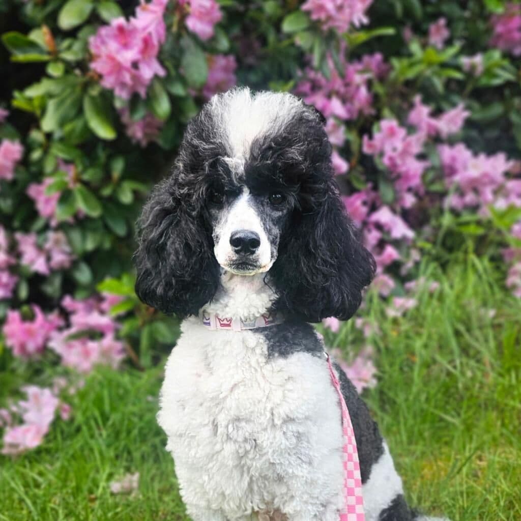 Mini Parti Poodle Puppies breeder image 1