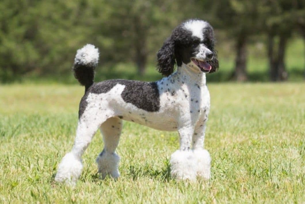 Mini Parti Poodle Puppies breeder image 2