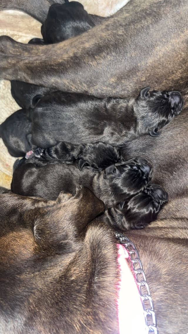Cane Corso Puppies media 2