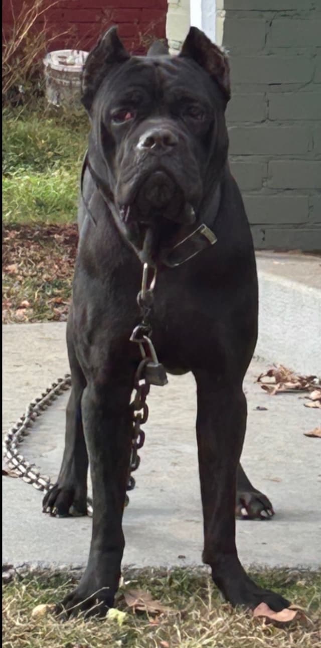 Cane Corso Puppies media 3