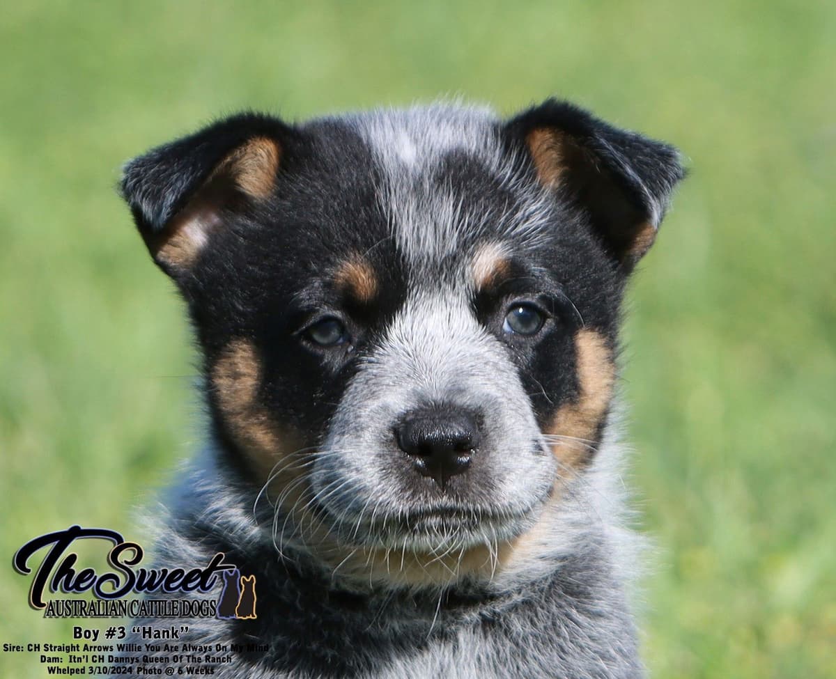 Australian Cattle Dog Puppies breeder image 3
