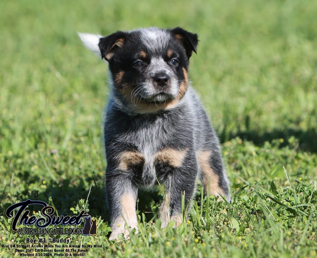 Australian Cattle Dog Puppies breeder image 5