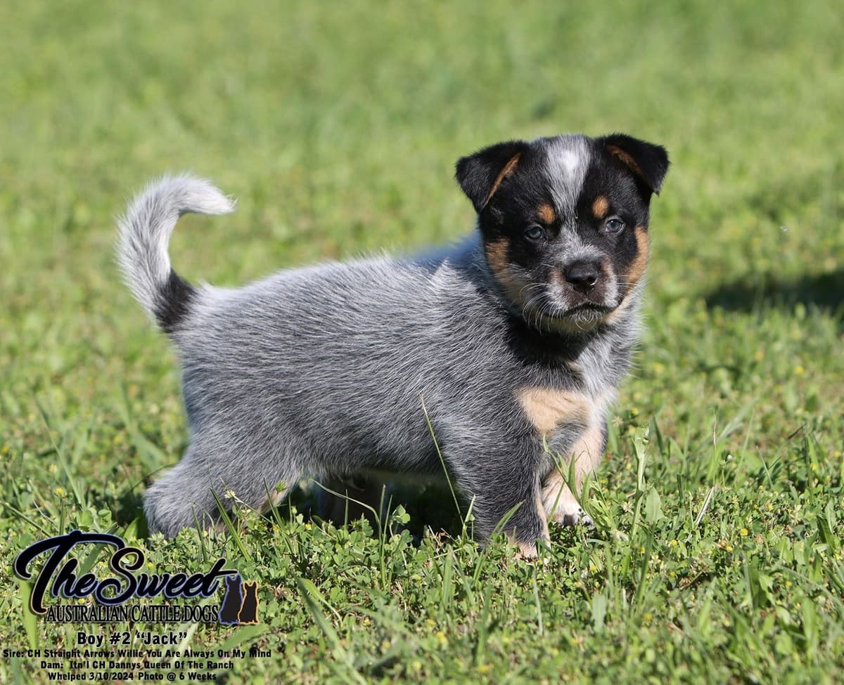 Australian Cattle Dog Puppies breeder image 8