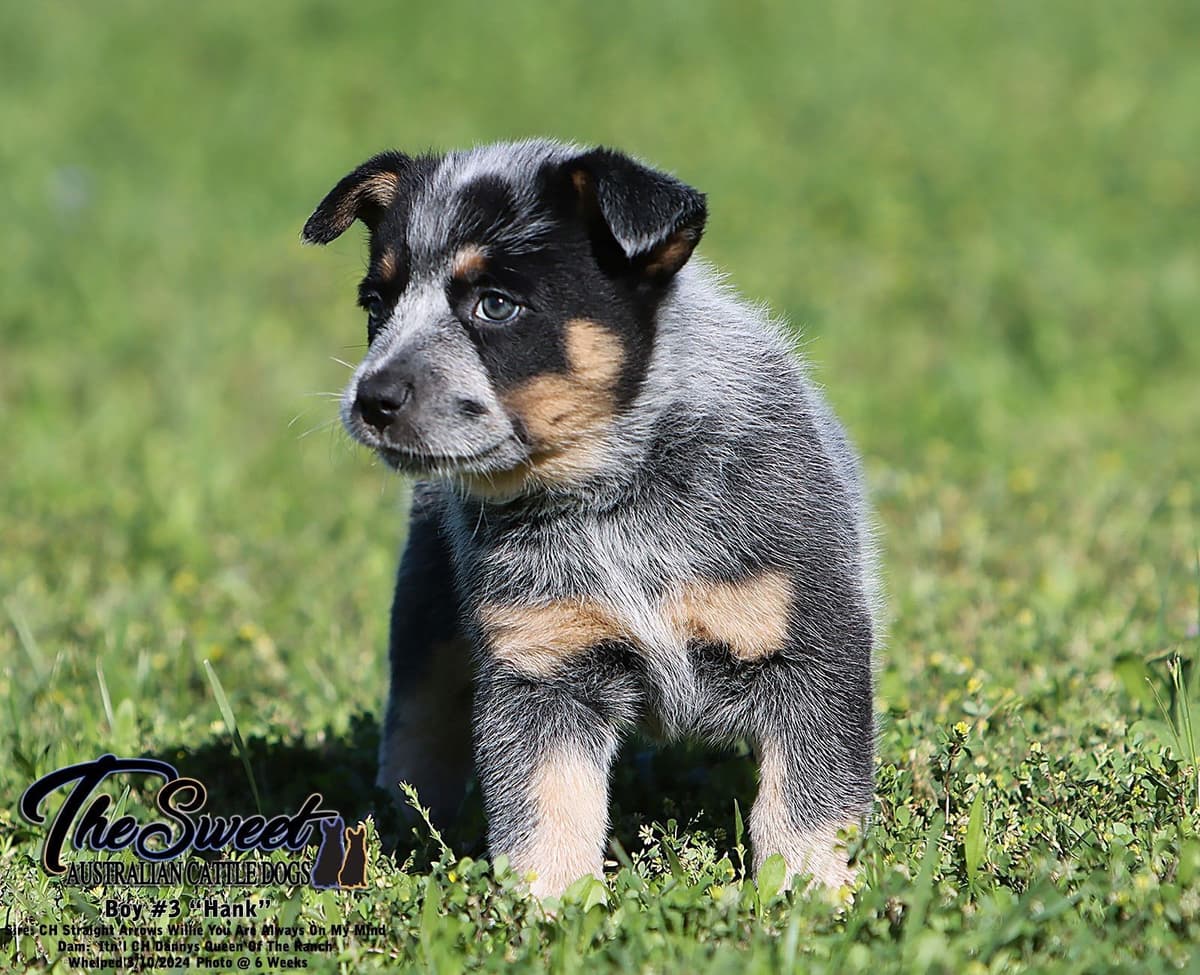 Australian Cattle Dog Puppies breeder image 9