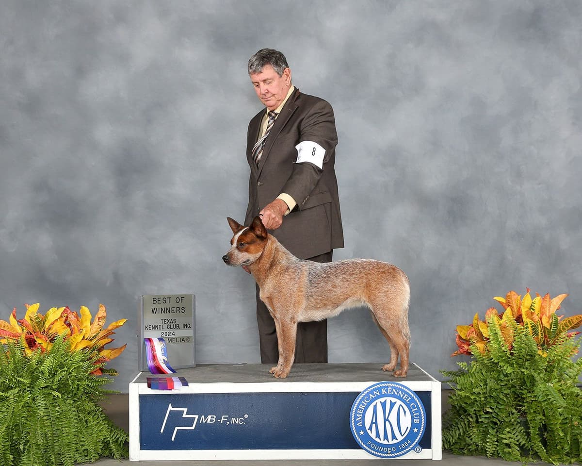 Australian Cattle Dog Puppies breeder image 4