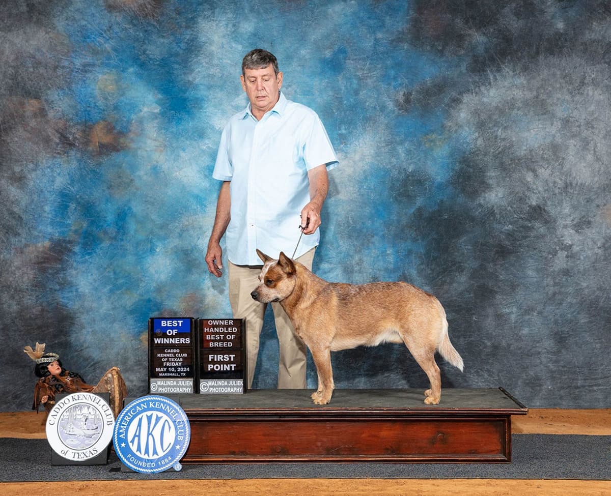 Australian Cattle Dog Puppies breeder image 6