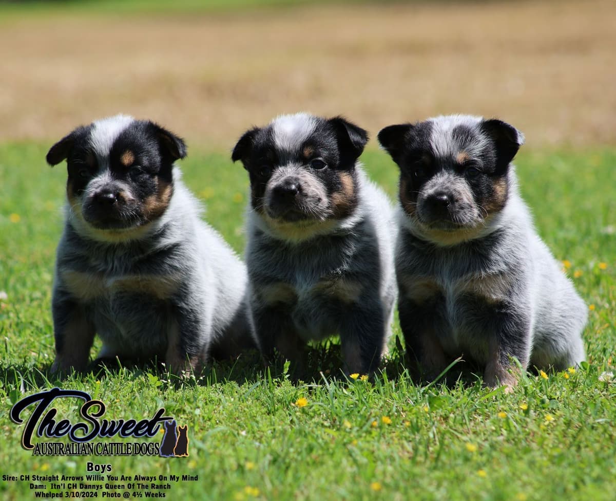 Australian Cattle Dog Puppies breeder image 11