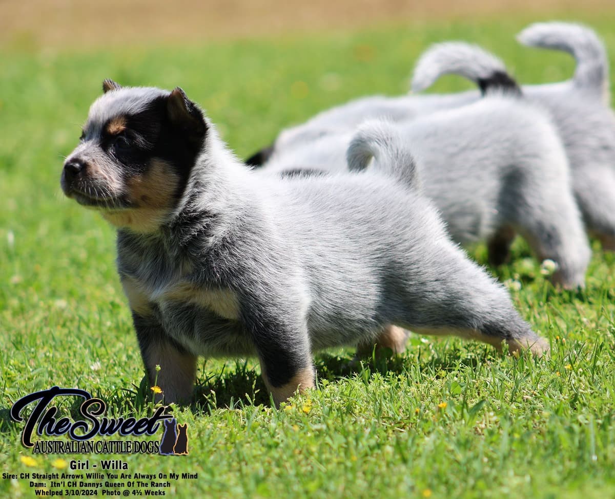 Australian Cattle Dog Puppies breeder image 12