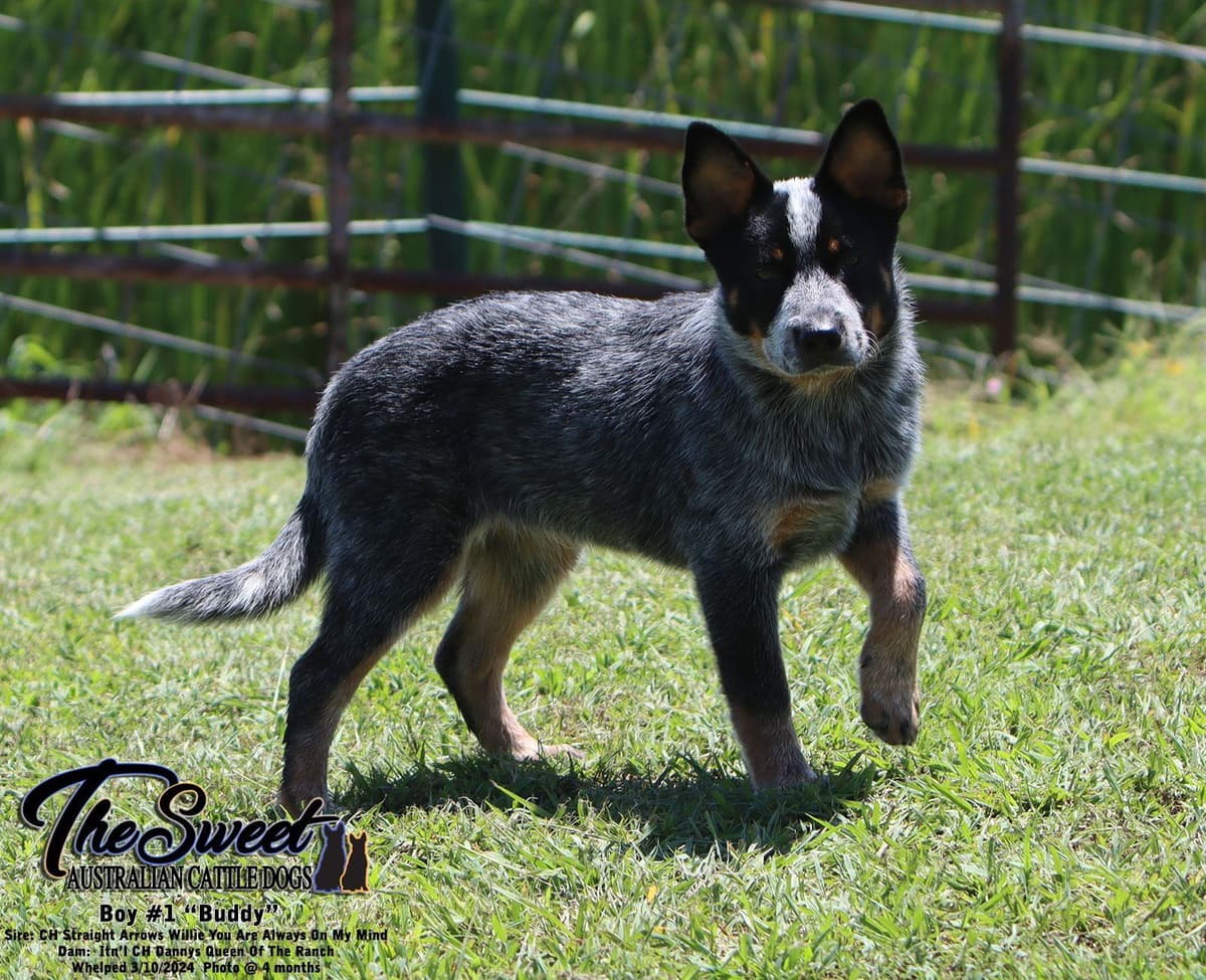 Australian Cattle Dog Puppies breeder image 13
