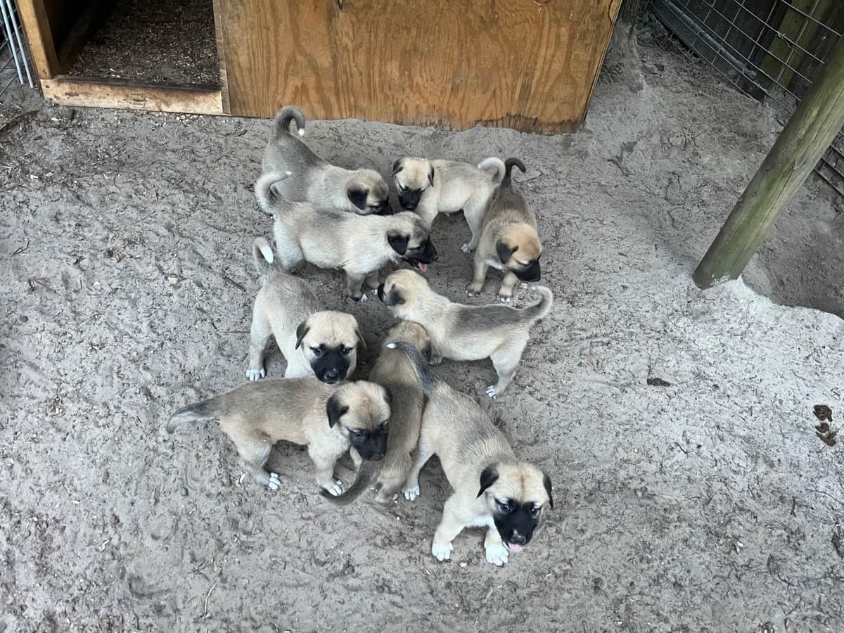 Anatolian Shepherd Dog Puppies breeder image 3