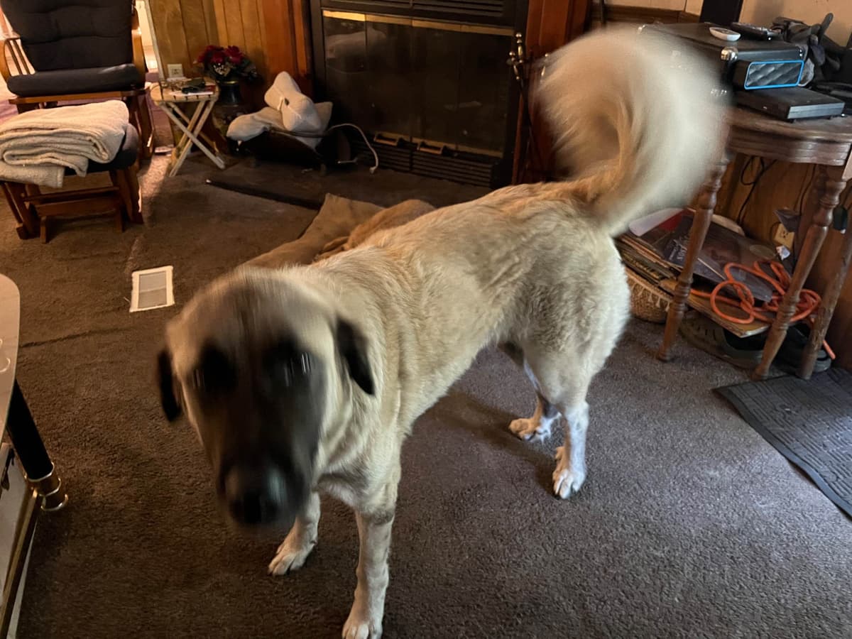 Anatolian Shepherd Dog Puppies breeder image 4